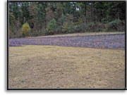 Retaining Wall - after